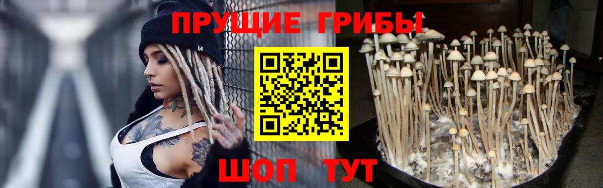 Галлюциногенные грибы Psilocybe  Вход с VPN  Псилоцибиновые грибы мицелий  Сосновоборск 